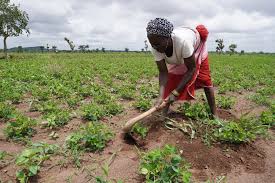 Women farmers get trained in Kebbi  state